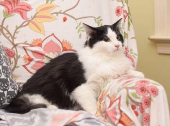 Maine Coon and Domestic Medium Hair Cats Available for Adoption - Ginger Ale | PetCurious