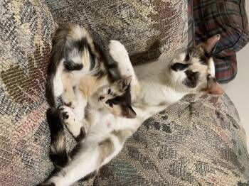 Domestic Short Hair Cats Available for Adoption - Razzmatazz | PetCurious