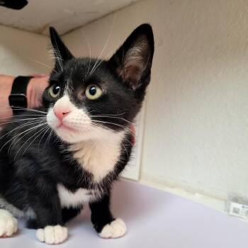 Goofy -  Domestic Short Hair Cat for Adoption in Belfair, Washington - Goofy | PetCurious