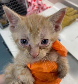 Domestic Medium Hair Cats Available for Adoption in Baytown, Texas - KEL | PetCurious