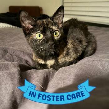 ROSE -  Domestic Short Hair Cat for Adoption in Tallahassee, Florida - ROSE | PetCurious