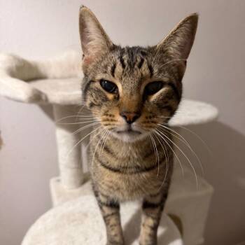 Lyle -  Domestic Short Hair and American Shorthair Cat for Adoption in Houston, Texas - Lyle | PetCurious