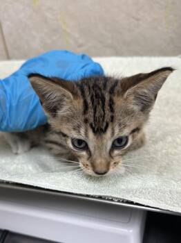 Band 2 -  Domestic Short Hair Cat for Adoption in Honolulu, Hawaii - Band 2 | PetCurious