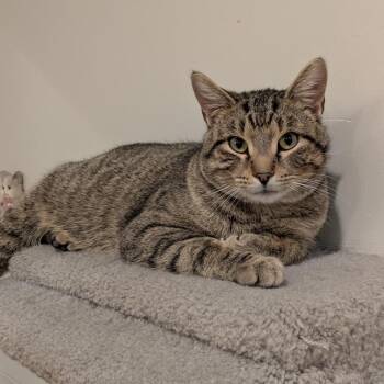 Domestic Short Hair Cats Available for Adoption - Loki | PetCurious