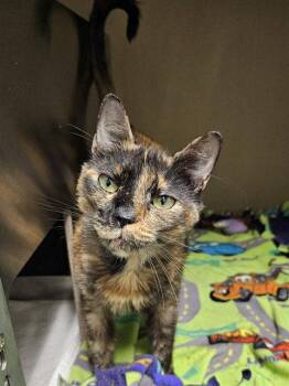 GUPPY -  Domestic Short Hair Cat for Adoption in Clyde, North Carolina - GUPPY | PetCurious