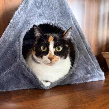 Domestic Short Hair Cats Available for Adoption in Port Neches, Texas - Breezy Sunday | PetCurious