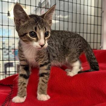 Leo -  Domestic Short Hair Cat for Adoption in Trenton, New Jersey - Leo | PetCurious
