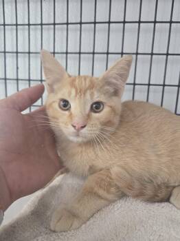Tin Tin -  Domestic Short Hair Cat for Adoption in Salmon, Idaho - Tin Tin | PetCurious