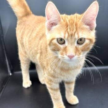 Nugget -  Domestic Short Hair Cat Available for Adoption in Springfield, Missouri - Nugget | PetCurious
