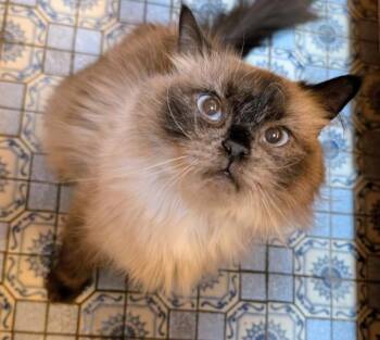 GINA -  Himalayan Cat for Adoption in Kenosha, Wisconsin - GINA | PetCurious