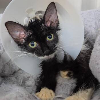 Fluffernutter -  Domestic Medium Hair Cat for Adoption in Lakeland, Florida - Fluffernutter | PetCurious