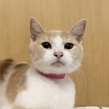 Berlin -  Domestic Short Hair Cat for Adoption in Brentwood, Missouri - Berlin | PetCurious