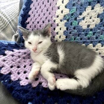 Rescue Domestic Short Hair Cats for Adoption in New Albany, Ohio - Buttons | PetCurious