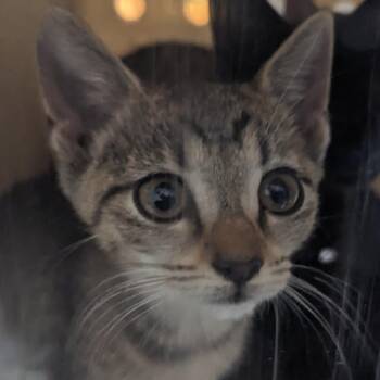 Armchair -  Domestic Short Hair Cat for Adoption in Philadelphia, Pennsylvania - Armchair | PetCurious
