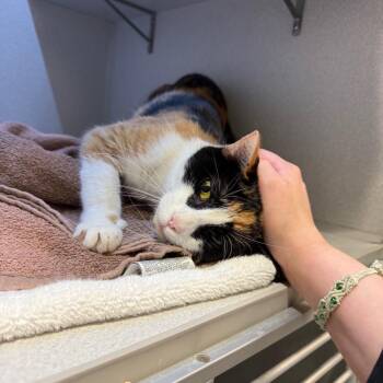 Domestic Short Hair Cats Available for Adoption in Pittsburgh, Pennsylvania - Pandy | PetCurious