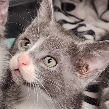 Vega K46522 -  Domestic Short Hair Cat for Adoption in Corsicana, Texas - Vega K46522 | PetCurious