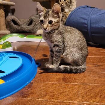 Rescue Domestic Short Hair Cats for Adoption in Ottawa, Ontario - Darrell (m) Tabby 4mths | PetCurious