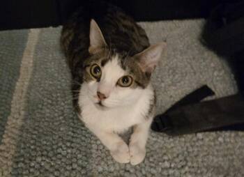 CLAM CHOWDER -  Domestic Short Hair Cat for Adoption in Charlotte, North Carolina - CLAM CHOWDER | PetCurious