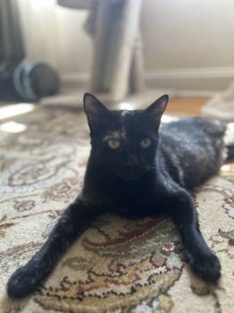 Rescue Domestic Short Hair Cats for Adoption in Greenville, South Carolina - Goldie SB1 | PetCurious