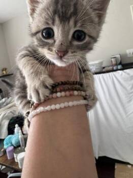 Domestic Short Hair Cats Available for Adoption in Liverpool, Texas - Nike | PetCurious