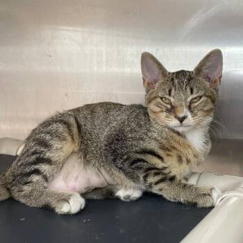 Rhino -  Domestic Short Hair Cat for Adoption in Roanoke, Virginia - Rhino | PetCurious