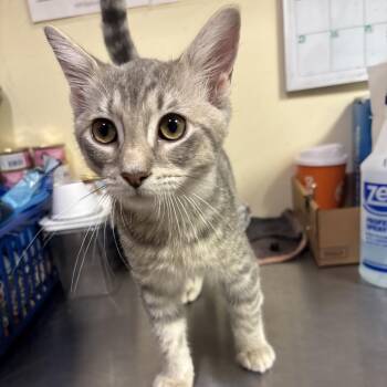 Capri -  Domestic Short Hair Cat for Adoption in Walden, New York - Capri | PetCurious