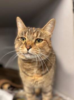 Luna -  Domestic Short Hair Cat for Adoption in Pottsville, Pennsylvania - Luna | PetCurious