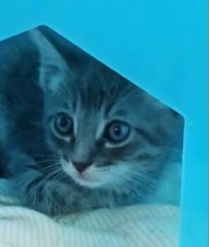 Conrad -  Domestic Short Hair Cat for Adoption in West Memphis, Arkansas - Conrad | PetCurious