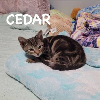 Cedar -  Domestic Short Hair Cat for Adoption in Lincoln, Nebraska - Cedar | PetCurious