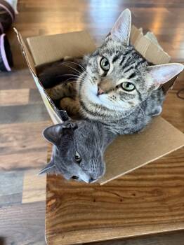 Chicken Nuggets -  Domestic Short Hair Cat for Adoption in Lebanon, Oregon - Chicken Nuggets | PetCurious