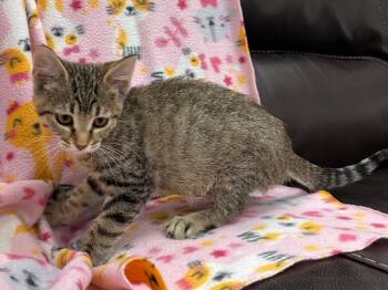 Wiley -  Domestic Short Hair Cat for Adoption in Newberg, Oregon - Wiley | PetCurious