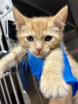 Marmalade -  Domestic Short Hair Cat for Adoption in Wichita, Kansas - Marmalade | PetCurious