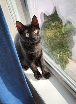 Rescue Domestic Short Hair Cats for Adoption in Mckinney, Texas - Charlotte | PetCurious