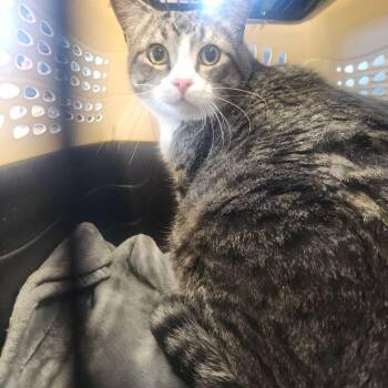 Domestic Short Hair Cats Available for Adoption - Max | PetCurious