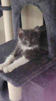 Stormy -  Domestic Long Hair Cat Available for Adoption in Kirklin, Indiana - Stormy | PetCurious