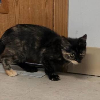 Lucy -  Domestic Short Hair Cat for Adoption in Muncie, Indiana - Lucy | PetCurious