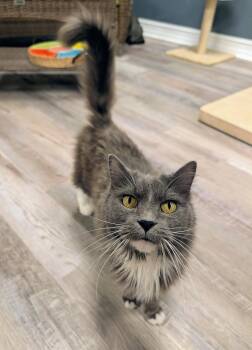 Domestic Long Hair Cats Available for Adoption - Festool | PetCurious
