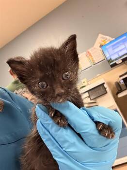 SNOOKI -  Domestic Short Hair Cat for Adoption in Riverside, California - SNOOKI | PetCurious