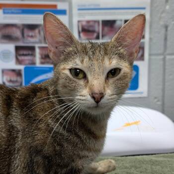 Snuggles -  Domestic Short Hair Cat for Adoption in West Olive, Michigan - Snuggles | PetCurious