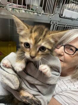 Sagittarius - At shelter -  Domestic Short Hair Cat for Adoption in Rustburg, Virginia - Sagittarius - At Shelter | PetCurious