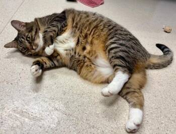 Wendy -  Domestic Short Hair Cat for Adoption in Sherwood, Oregon - Wendy | PetCurious