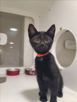 VOID -  Domestic Short Hair Cat for Adoption in Hayward, California - VOID | PetCurious