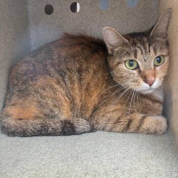 Delphine -  Domestic Short Hair Cat for Adoption in Philadelphia, Pennsylvania - Delphine | PetCurious