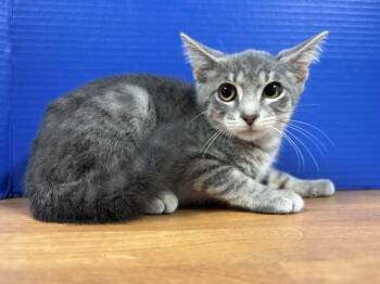 Pizza -  Domestic Short Hair Cat for Adoption in Hawk Point, Missouri - Pizza | PetCurious