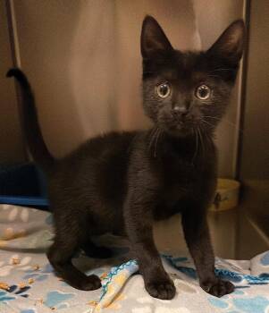 Hot Honey Biscuit -  Domestic Short Hair Cat for Adoption in Ocala, Florida - Hot Honey Biscuit | PetCurious
