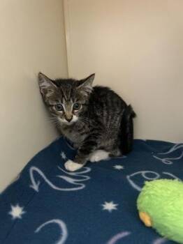 Riot -  Domestic Short Hair Cat for Adoption in Pequot Lakes, Minnesota - Riot | PetCurious