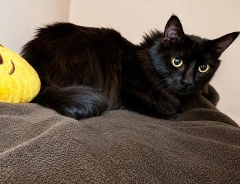 Domestic Long Hair Cats Available for Adoption in Burnaby, British Columbia - Patricia | PetCurious