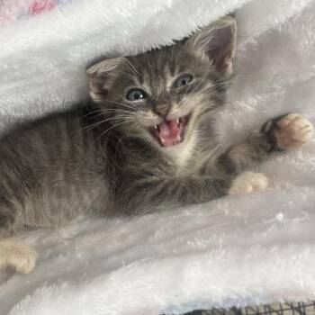 Sterling -  Domestic Short Hair Cat for Adoption in Donalsonville, Georgia - Sterling | PetCurious