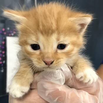 Johnny Cage -  Domestic Short Hair Cat for Adoption in Newark, New Jersey - Johnny Cage | PetCurious
