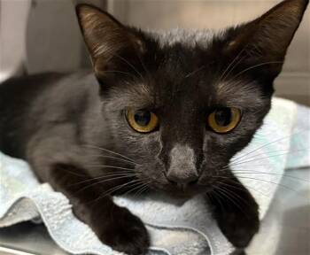 MITSI -  Domestic Medium Hair Cat for Adoption in Camarillo, California - MITSI | PetCurious